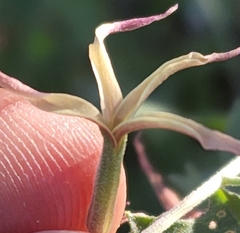 Lyrocarpa coulteri