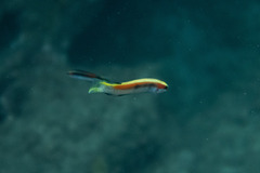 Trachinops taeniatus