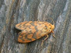 Miltochrista quadrilineata