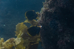 Chaetodon flavirostris