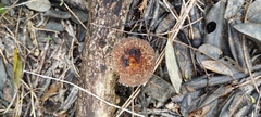 Lentinus berteroi