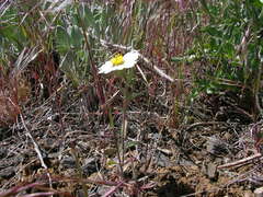 Layia glandulosa