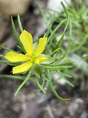 Hibbertia fasciculata