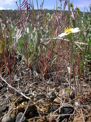 Layia glandulosa