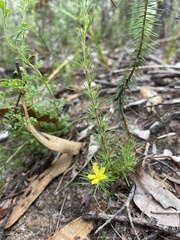 Hibbertia fasciculata
