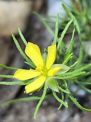 Hibbertia fasciculata
