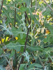 Lyrocarpa coulteri