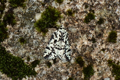 Archephanes zalosema