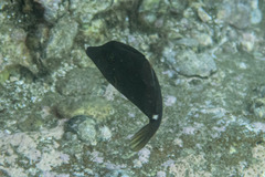 Cantherhines pardalis