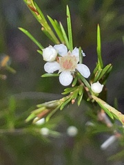 Baeckea linifolia