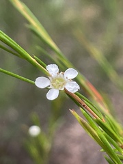 Baeckea linifolia