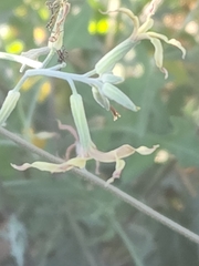 Lyrocarpa coulteri