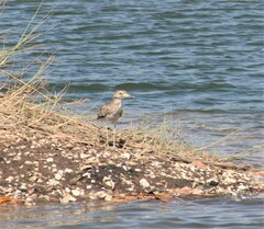 Burhinus senegalensis