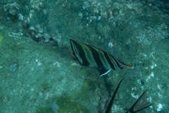 Chelmonops truncatus