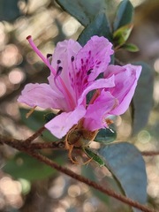 Rhododendron breviperulatum