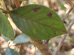 Rhododendron breviperulatum