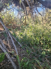 Lyrocarpa coulteri