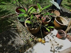 Citrus × microcarpa