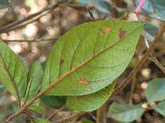 Rhododendron breviperulatum