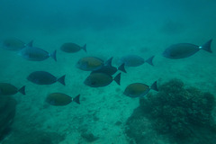 Prionurus maculatus