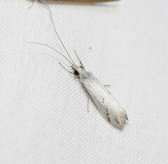 Asmicridea edwardsii