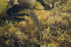 Leptoscarus vaigiensis