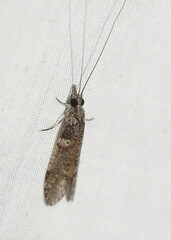 Triplectidinae