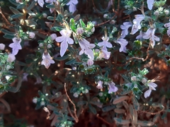 Teucrium brevifolium