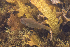 Leptoscarus vaigiensis