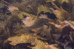 Leptoscarus vaigiensis