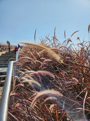 Cenchrus polystachios