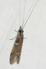 Triplectidinae