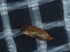 Cryptophlebia ombrodelta