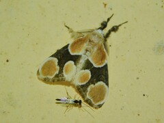 Dasychira triselena