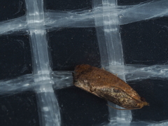 Cryptophlebia ombrodelta