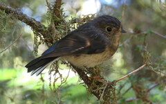 Petroica macrocephala macrocephala