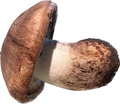 Agaricus fuscovelatus