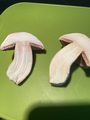 Agaricus fuscovelatus