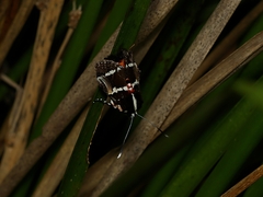 Hecatesia fenestrata