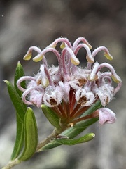 Grevillea sphacelata