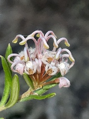 Grevillea sphacelata