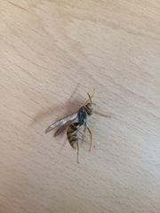 Polistes jokahamae