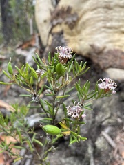 Grevillea sphacelata