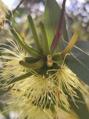 Eucalyptus macrandra