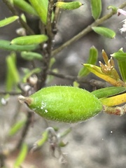 Grevillea sphacelata