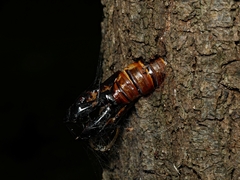 Hepialoidea