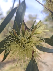 Eucalyptus macrandra