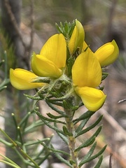 Phyllota phylicoides