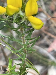 Phyllota phylicoides