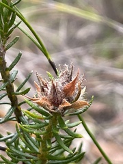 Phyllota phylicoides